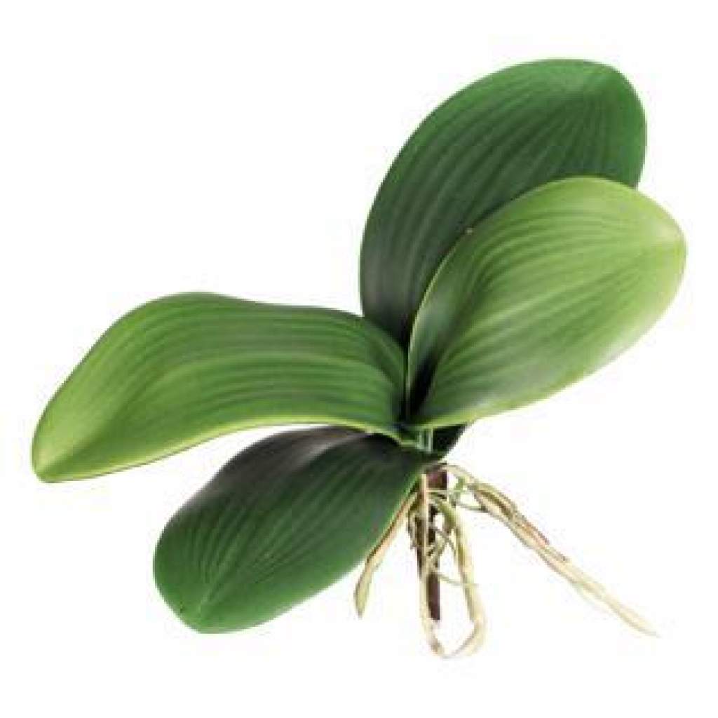 Orchideen, Luftwurzeln, Laub